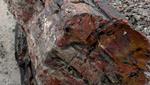 FORSTENET. Arizona er en ørkenstat, så husk godt med vand. Her er det den såkaldte 'Petrified Forrest' i det østlige Arizona. 