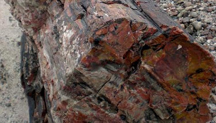 FORSTENET. Arizona er en ørkenstat, så husk godt med vand. Her er det den såkaldte 'Petrified Forrest' i det østlige Arizona. 