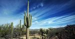 KAKTUS. De majestætiske Saguaro kaktusser rejser sig mod himlen. 