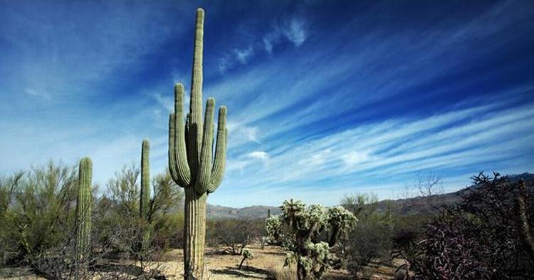 KAKTUS. De majestætiske Saguaro kaktusser rejser sig mod himlen. 