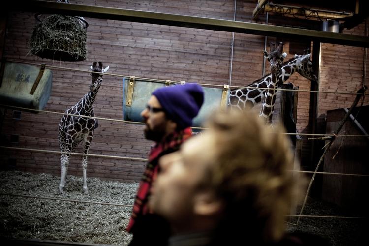 Inspiration. Giraffer er akavede, men også sjove dyr. For eksempel når en person, der egentlig vil redde girafferne, i stedet kommer til at save deres hoveder af, mener Anders Morgenthaler (tv.) og Mikael Wulff. 