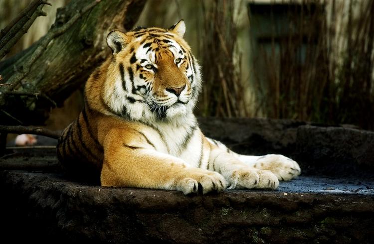 Truet. Tigeren er en truet dyreart men kan blandt andet ses i mange zoologiske haver, som denne tiger, der dog ikke er 'Girl'. 