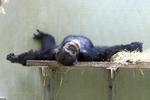 Chimpanserne i Københavns Zoologiske Have går til ro til kl. 20:30. 