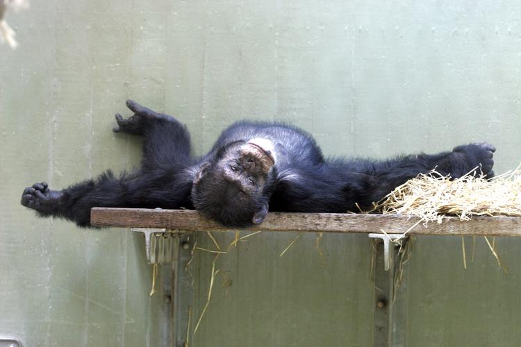 Chimpanserne i Københavns Zoologiske Have går til ro til kl. 20:30. 