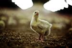 Et parti foder forurenet med giftstoffet dioxin er havnet i Danmark, og myndighederne har travlt med at undersøge, om danske svine- og hønseavlere har modtaget mere af det giftige foder. Det første parti foder blev brugt til høns, der lægger æg for at producere kyllinger. 