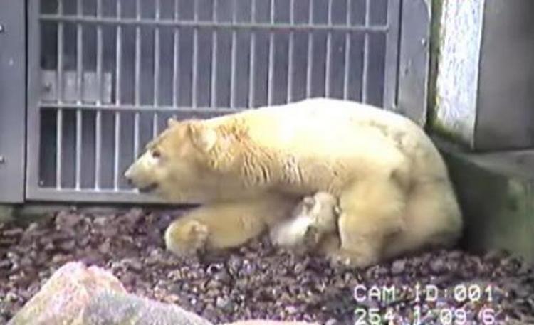 Yeps. Det er den dér lille hvide klat mellem benene. Som endnu ikke er navngivet, da man ikke har kunnet afgøre dens køn i grotten. Men det kan man nu. 