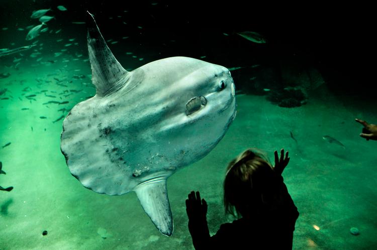 Hop i havet. Nordsøen Oceanarium i Hirtshals indvier en ny attraktion i vinterferien: 'Prøv livet som fisk i et farefyldt hav'. Foto: Martin Bubandt 