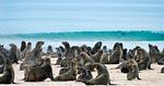 BESKYTTET. Disse sæler vil fremover bo i den gigantiske Namib-Skeleton Coast Nationalpark. 