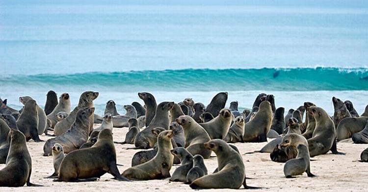 BESKYTTET. Disse sæler vil fremover bo i den gigantiske Namib-Skeleton Coast Nationalpark. 