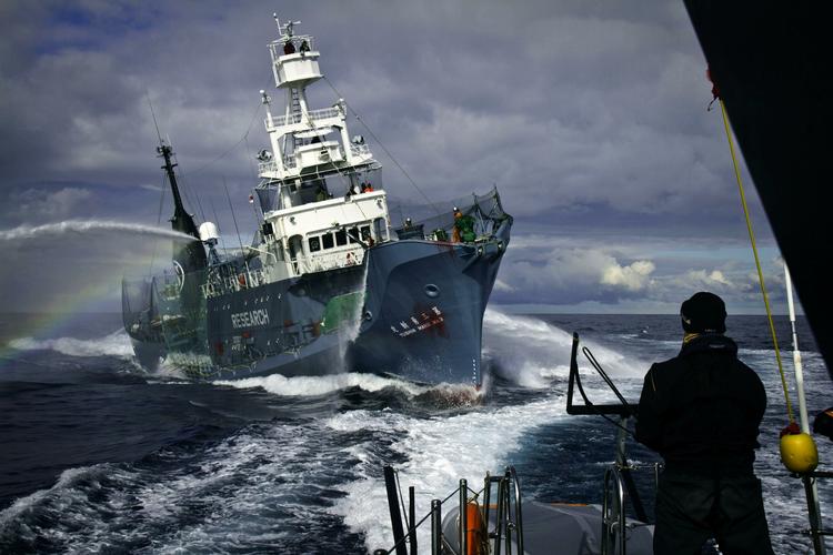 Hvalfanger. Skibet Yushin Maru No. 3 er en del af den japanske hvalfangerflåde. 