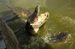 BESØG. Brasiliansk mor blev noget pikeret, da hun fandt sin søn kæle for en alligator i familiens hjem. 