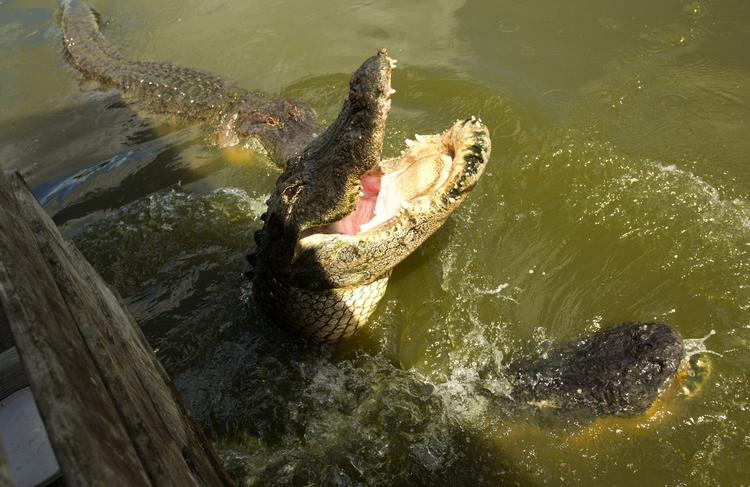 BESØG. Brasiliansk mor blev noget pikeret, da hun fandt sin søn kæle for en alligator i familiens hjem. 