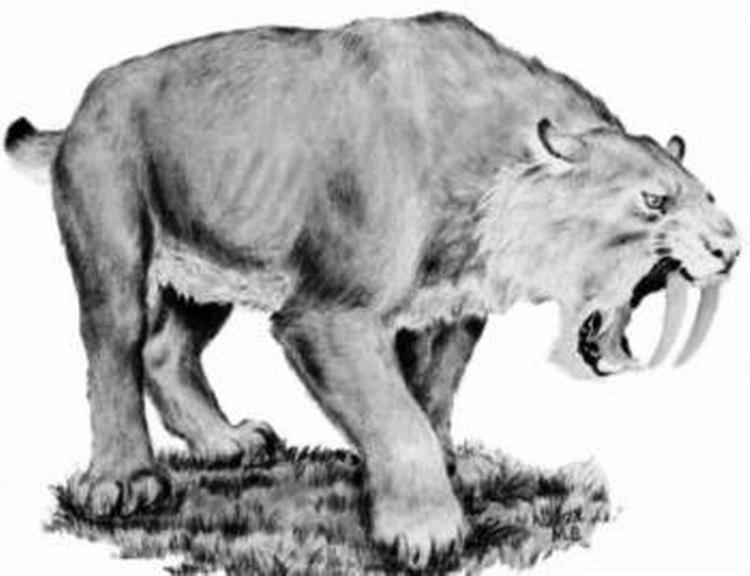 Gab. Sabelkatten Smilodon havde et imponerende tandsæt. En dansk forsker har fundet frem til, hvordan, en særlig muskelstruktur gjorde det muligt for fortidskattedyret at åbne munden i en ekstrem vinkel. 