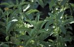 Stevia