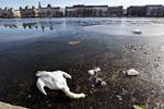 Mystik. Svaner falder døde om på samlebånd i København. 