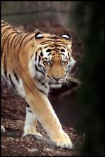 Kattekonge. En tiger vandt den indbyrdes tvekamp mellem de to største kattedyr. 