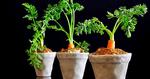 The-Harvest_web