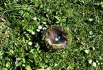 Klog af  skade. Under nogle grene havde jernspurven bygget sin rede og lagt æg. En ulykkelig læser fjernede kvaset og dermed redens skjul – det gør hun aldrig mere. 