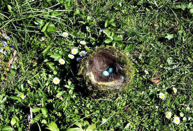 Klog af  skade. Under nogle grene havde jernspurven bygget sin rede og lagt æg. En ulykkelig læser fjernede kvaset og dermed redens skjul – det gør hun aldrig mere. 