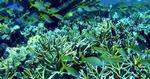 HAVOPLEVELSER: Noget af verdens bedste snorkling findes i Caribien. 