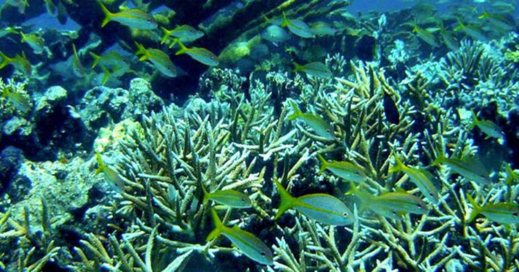 HAVOPLEVELSER: Noget af verdens bedste snorkling findes i Caribien. 