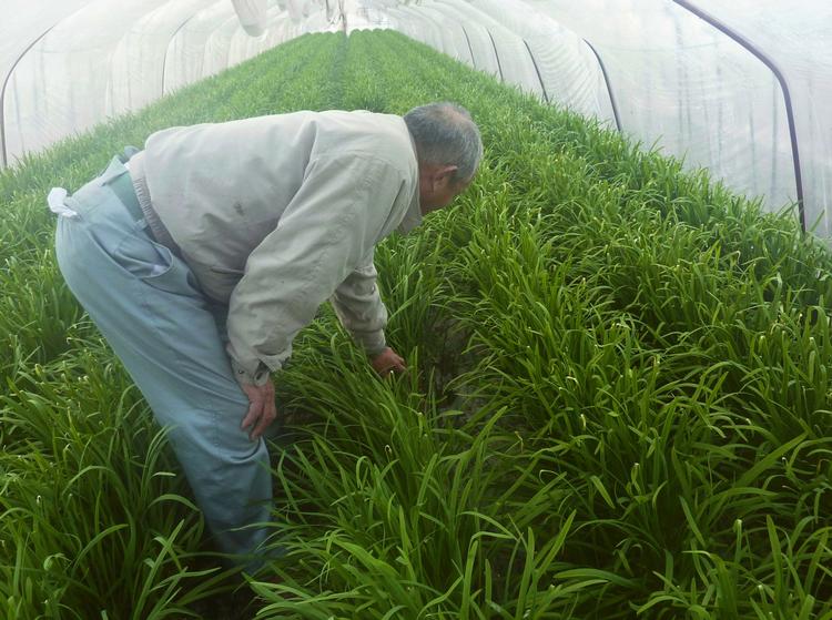 Radioaktivt? En landmand i Miyagi-området i japan tjekker sine porrer. I naboområdet Fukushima er der konstateret forhøjet radioaktivitet i spinaten. 