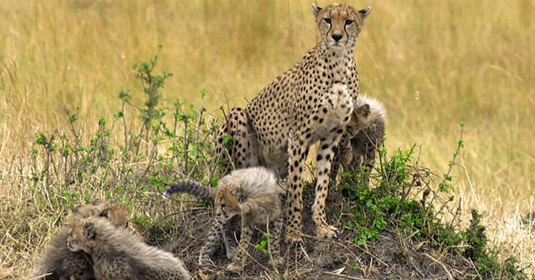 DYRELIV. En safarirejse til Kenye bringer dig helt tæt på de vilde dyr. 