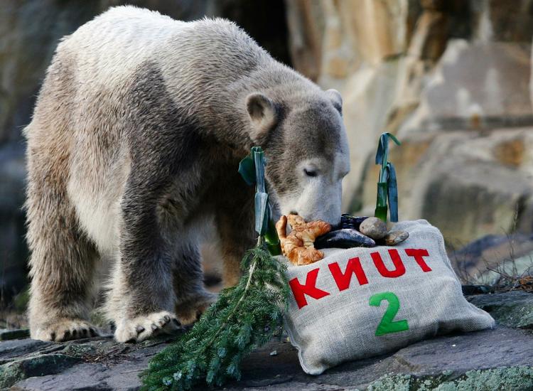 December 2008. Superstjernen Knut fylder to år, og snuser her til sin fødselsdagsgave. 