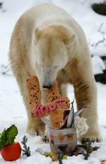 December 2010. Knut fylder fire år, og står her med sin fødselsdagskage. 