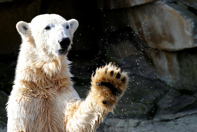 Marts 2010. Knut plasker. Den verdenskendte isbjørn Knut led af en hjernesygdom, og det har formentlig været årsaget til, at isbjørnen i dag er død. 
