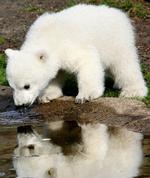 Marts 2007. Den lille hvide bjørn fik publikumstallene for Berlin Zoo til at stryge i vejret. 