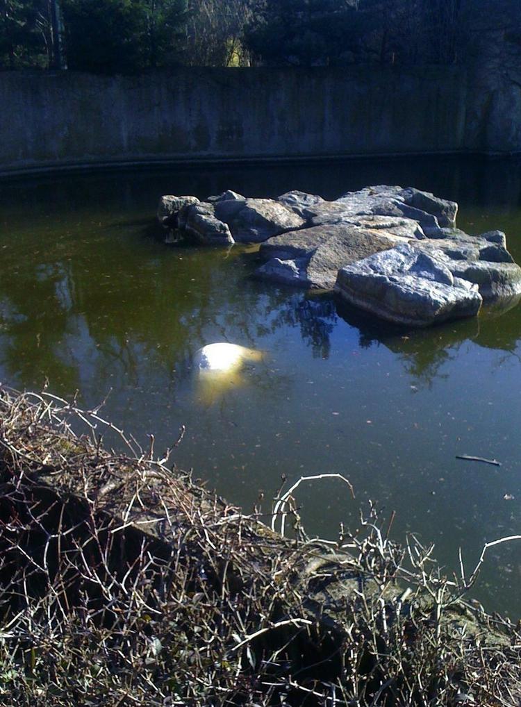 Marts 2011. En italiensk turist har taget dette billede med sin mobiltelefon under et besøg i Berlin zoo. På billedet ser man Knuts døde krop flyde i vandet. Videooptagelser viste, at Knut inden sin død gik i ring, fik kramper og faldt ned i en voldgrav, hvor den druknede. 