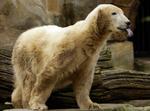 April 2008. Knut stikker tungen ud. Den er efterhånden faldet godt til i Berlin zoo. 