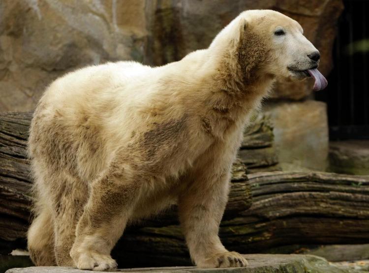 April 2008. Knut stikker tungen ud. Den er efterhånden faldet godt til i Berlin zoo. 