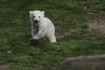 Marts 2007. Knut blev født i 2006 og var den første isbjørneunge født i fangenskab i Berlin Zoo i over 30 år. På billedet er han tre måneder, og ses her på sin første tur uden for i Berlin zoo. 
