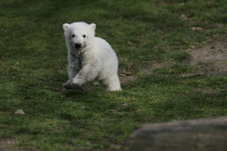 Marts 2007. Knut blev født i 2006 og var den første isbjørneunge født i fangenskab i Berlin Zoo i over 30 år. På billedet er han tre måneder, og ses her på sin første tur uden for i Berlin zoo. 
