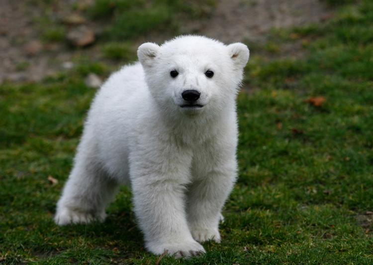 Hjerneskadet. Isbjørnen Knut led af en medfødt fejl i hjernen. 
