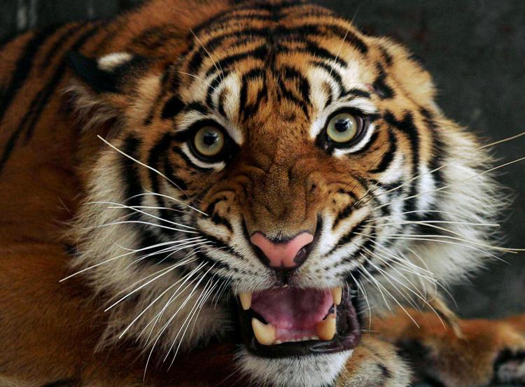 Fremgang. Selvom kurven tilsyneladende er knækket, er tigeren fortsat et truet dyr. 