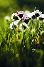 Bellis kan være lidt sværere at finde end mælkebøtte, når den ikke er i blomst, men selv om vinteren kan man være heldig, at den blomstrer – især fra marts folder den sig dog rigtig ud på vores græsplæner. 