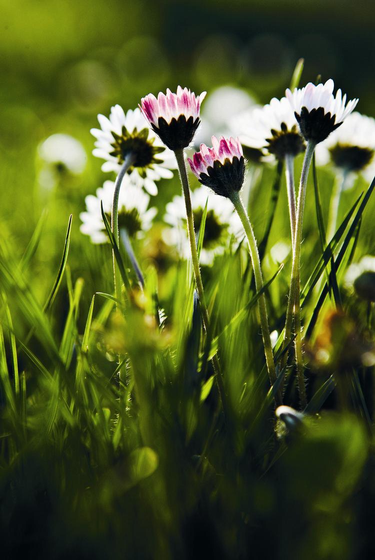 Bellis kan være lidt sværere at finde end mælkebøtte, når den ikke er i blomst, men selv om vinteren kan man være heldig, at den blomstrer – især fra marts folder den sig dog rigtig ud på vores græsplæner. 