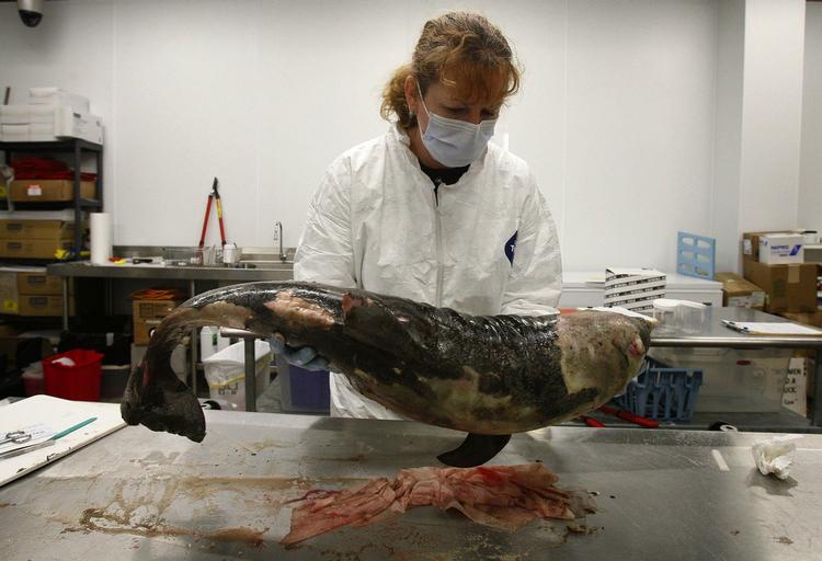 Olieoffer? En død flaskenæse-delfin undersøges på Institut for Havpattedyrundersøgelser i byen Gulfport ved Den Mexicanske Golf. Der er mistanke om, at delfinen er død som følge af olieforureningskatastrofen sidste år. 