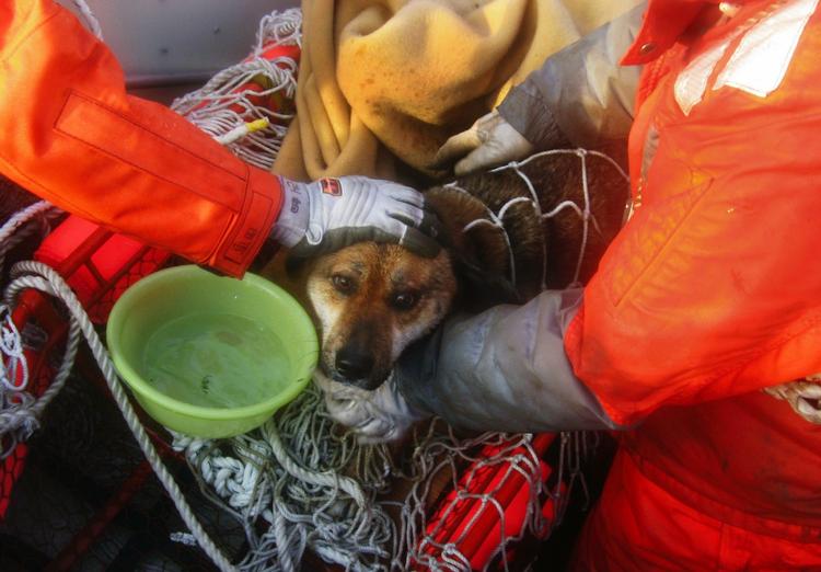 Redningshund. Hunden var noget sky over for redningshelikopteren, men tøede op og åd løs af pølser og kiks. 