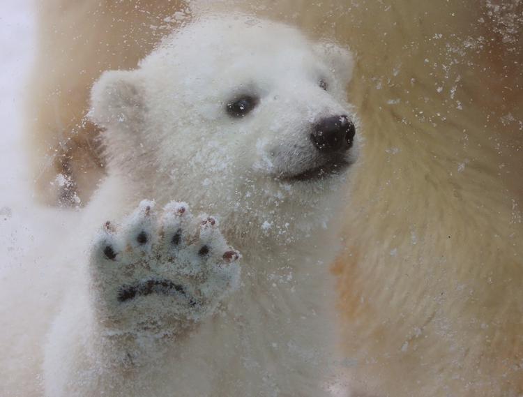 Nuser. Det blev hverken Preben, Holger eller The Terminator. Til gengæld har en nordjysk fodboldspiller sansynligvis inspireret til den lille isbjørns nye navn. 