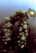 Boblerev_06-04-2011_3GBHQID.jpg