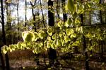 Naturligt. Alle der har lyst til gode oplevelser i forårssolen kan nu hente hjælp hos Danmarks Naturfredningsforenings nye applikation. 