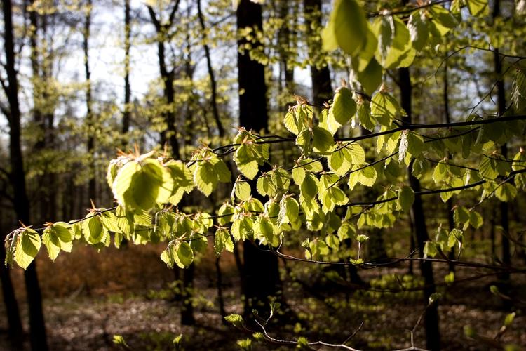Naturligt. Alle der har lyst til gode oplevelser i forårssolen kan nu hente hjælp hos Danmarks Naturfredningsforenings nye applikation. 