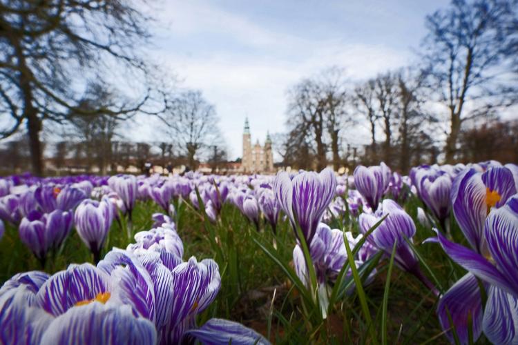 Forår. Der bliver rig mulighed for at besøge Kongens Have i solen. 