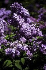 lolsyren_09-04-2011_3GBHQIB.jpg