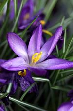 lolkrokus_09-04-2011_2HBHUVO.jpg