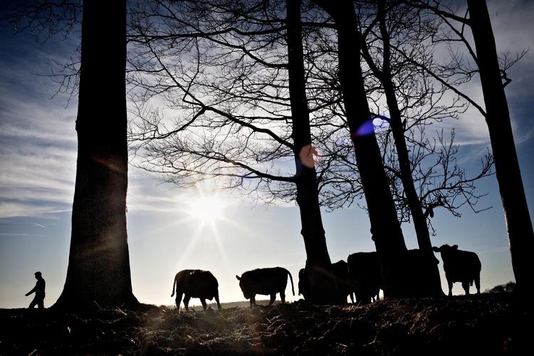 Økokøer. Mens forbruget af økologiske fødevarer er faldet i andre europæiske lande som følge af finanskrisen, vokser det ufortrødent i Danmark. 